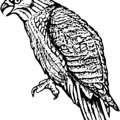 BIRD001 Thumbnail