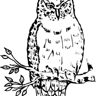BIRD049 Thumbnail