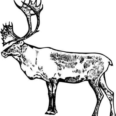 MOOSE003 Thumbnail