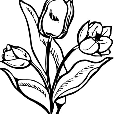 FLOWER24 Thumbnail